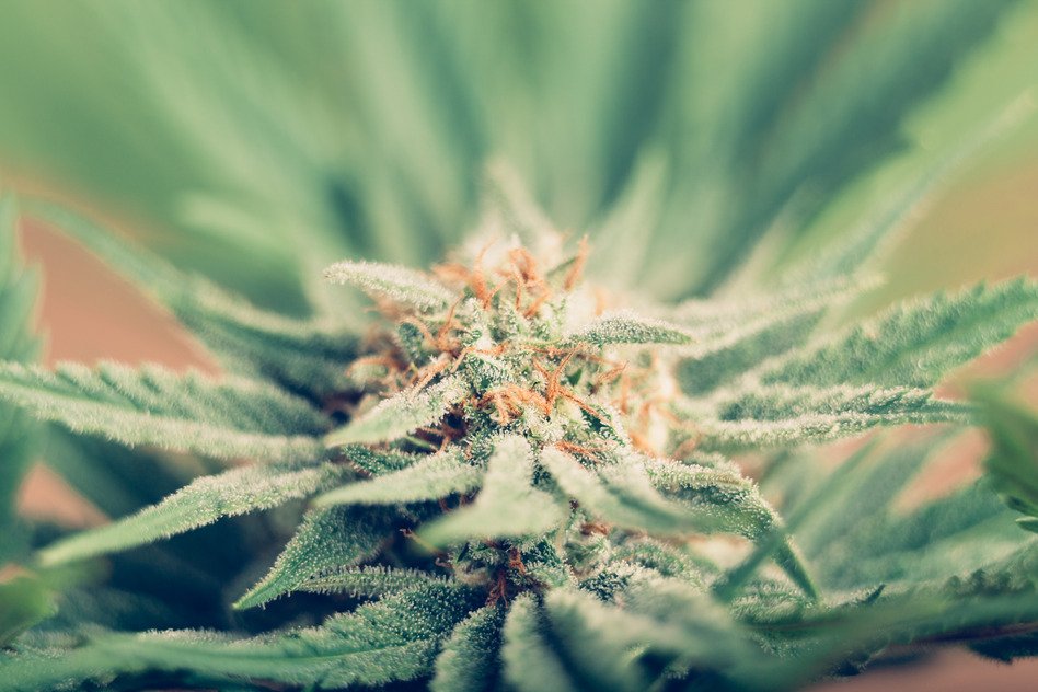 Cannabis flowering