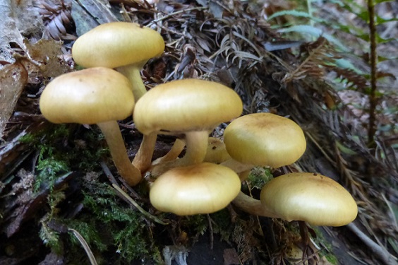 fungi-6