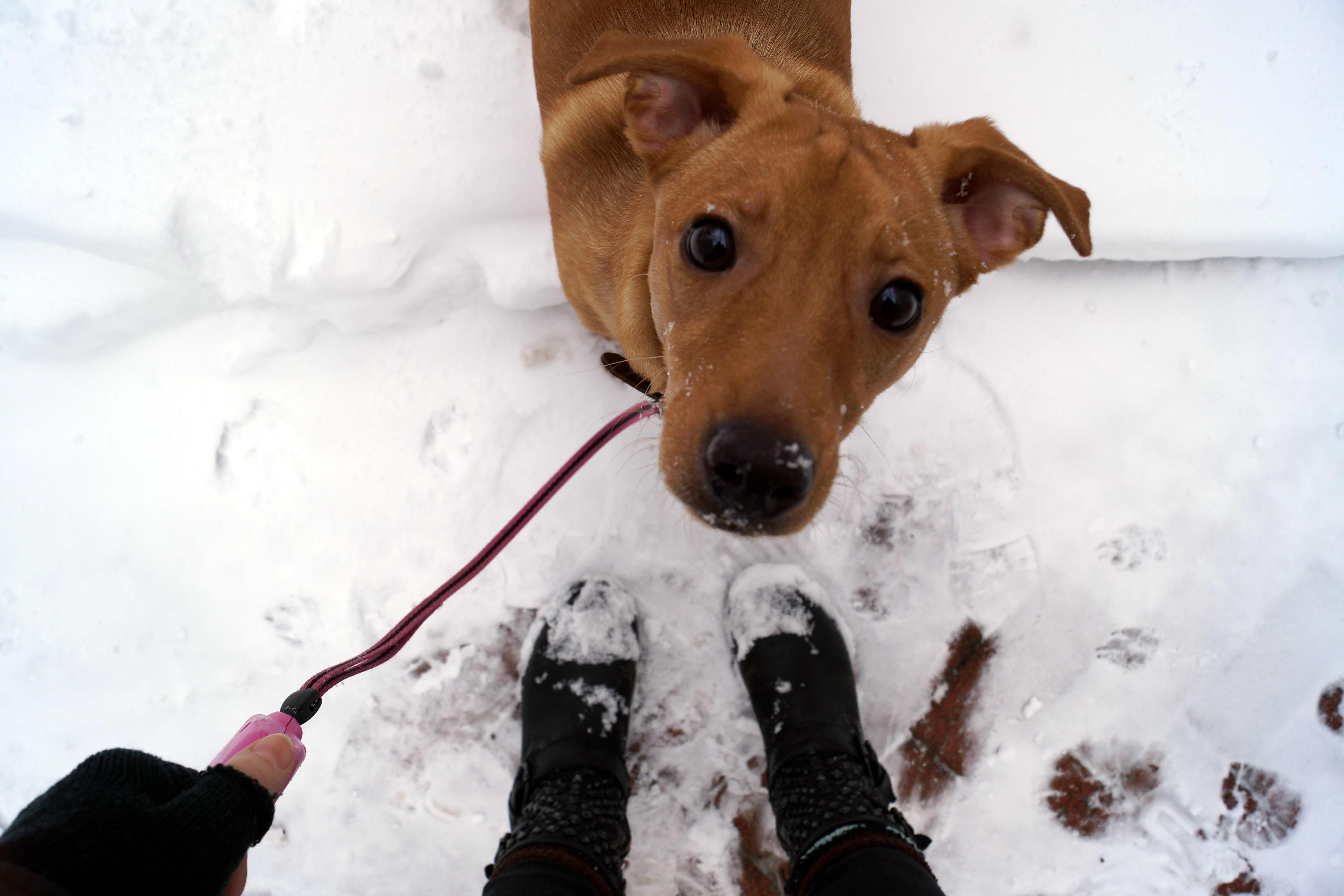 Can pets actually make us happier?